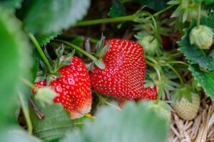 Spanish strawberries have far fewer pesticides than average