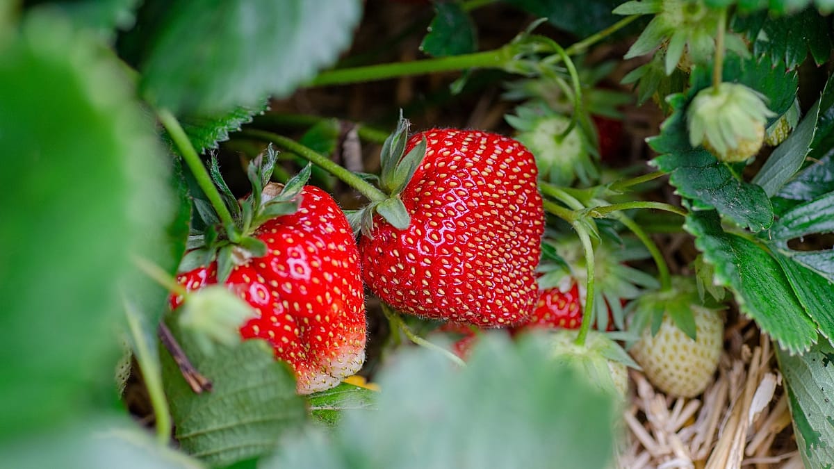 Spanish strawberries have far fewer pesticides than average