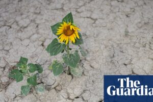Climate crisis-driven heat ‘sucking soils dry’ as extreme drought hits Europe