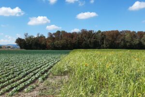 A 10-year experimental study in France shows the potential of pesticide-free agricultural production