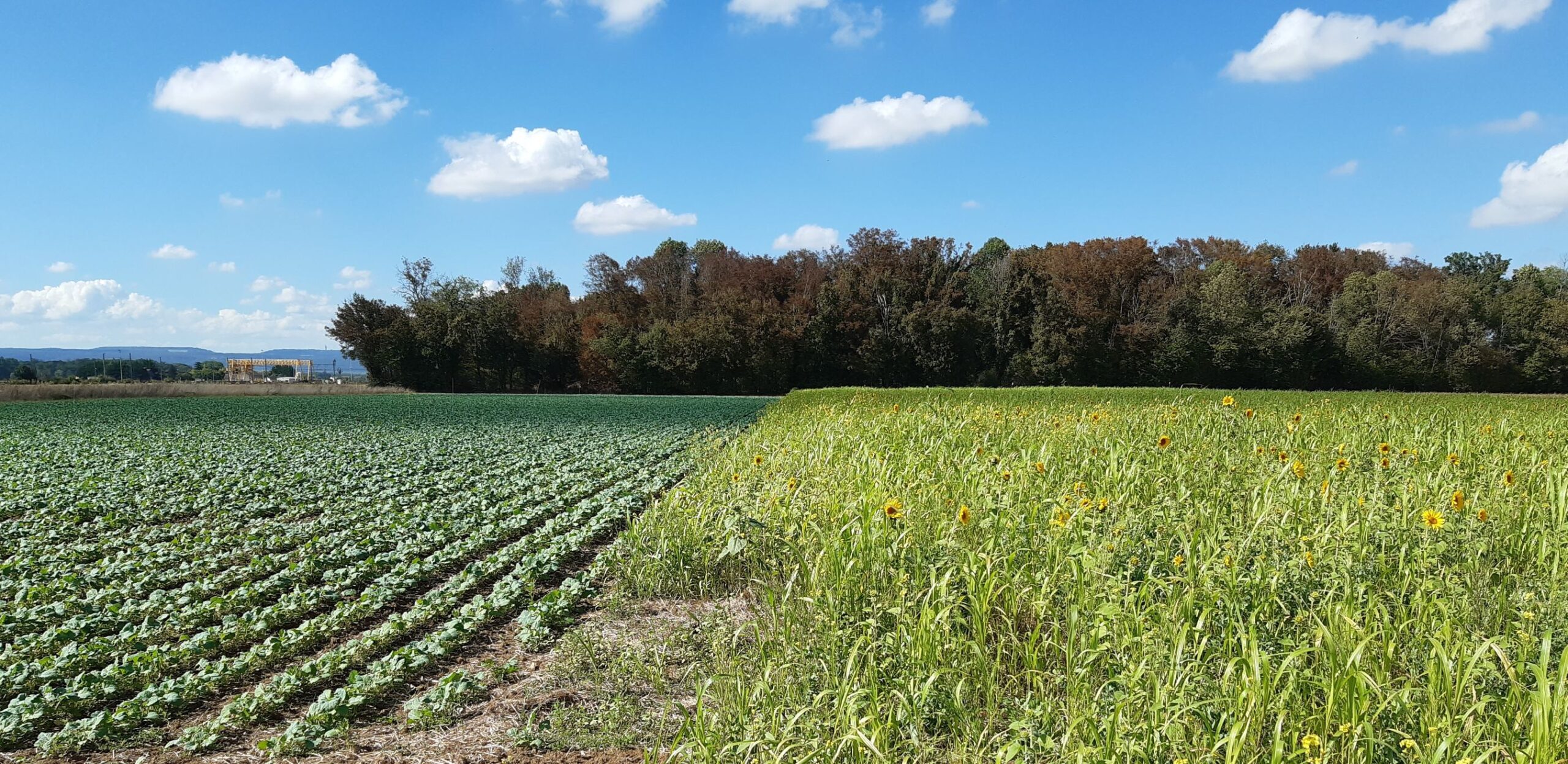 A 10-year experimental study in France shows the potential of pesticide-free agricultural production