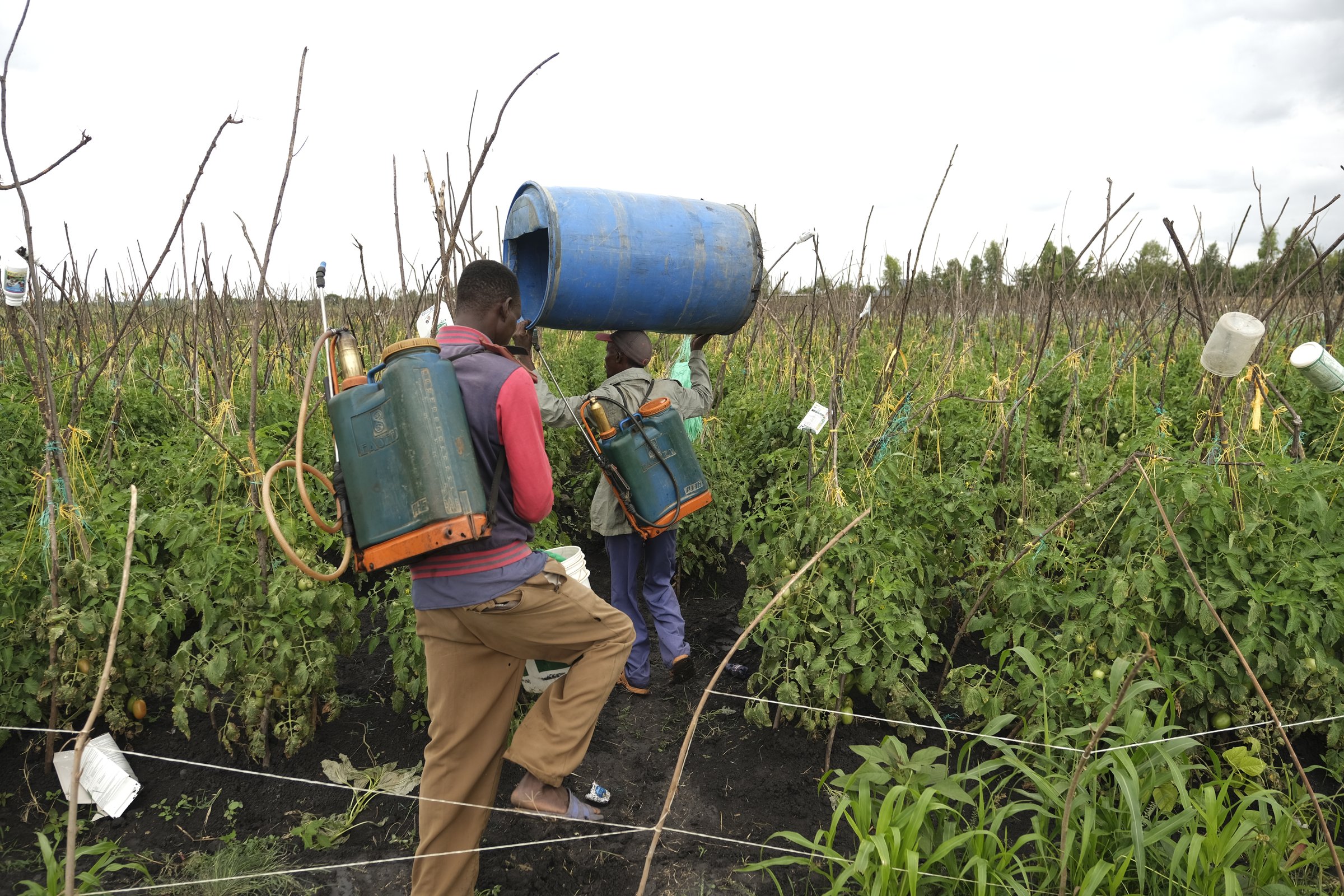 The import of pesticides into Kenya has increased massively, from 500 tonnes in 2000 to an estimated 18,000 tonnes by 2018 (Photo: Dennis Mavingo)