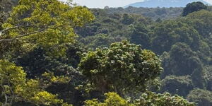 Imenti forest during the day.
