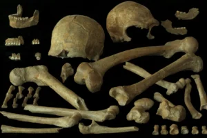 Why Did Neanderthals Go Extinct? Inbreeding Probably Wasn't to Blame for Their Demise in Northwestern Europe, a Study Suggests