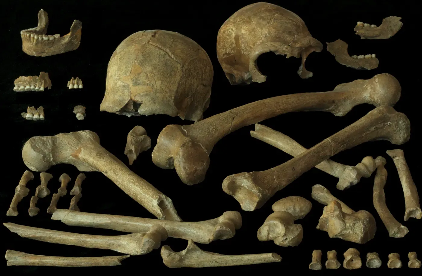Why Did Neanderthals Go Extinct? Inbreeding Probably Wasn't to Blame for Their Demise in Northwestern Europe, a Study Suggests