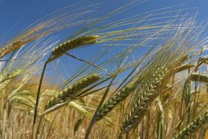 How soil health could be Europe’s best drought defence