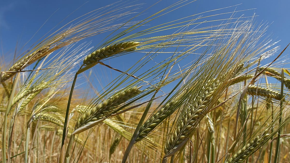 How soil health could be Europe’s best drought defence