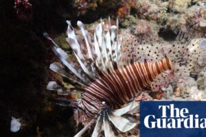 Carbon pollution has fuelled ‘massive expansion’ of marine heatwaves in Europe, study finds
