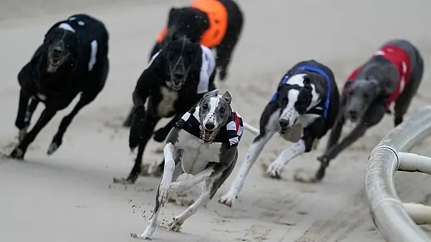 Greyhound Regulator Confirms It Holds No Record Of Why Healthy Dogs Are Euthanised
