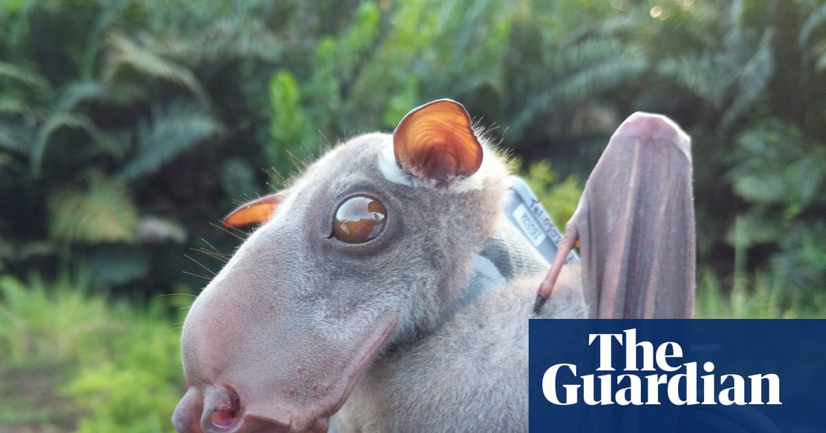 Bats originated in Europe, rewriting mammals’ family tree, study reveals