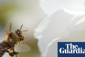 ‘Crucial opportunity to act’ as study finds most of Europe’s wild bee species in decline