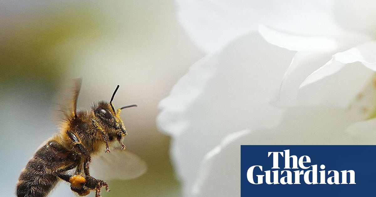 ‘Crucial opportunity to act’ as study finds most of Europe’s wild bee species in decline