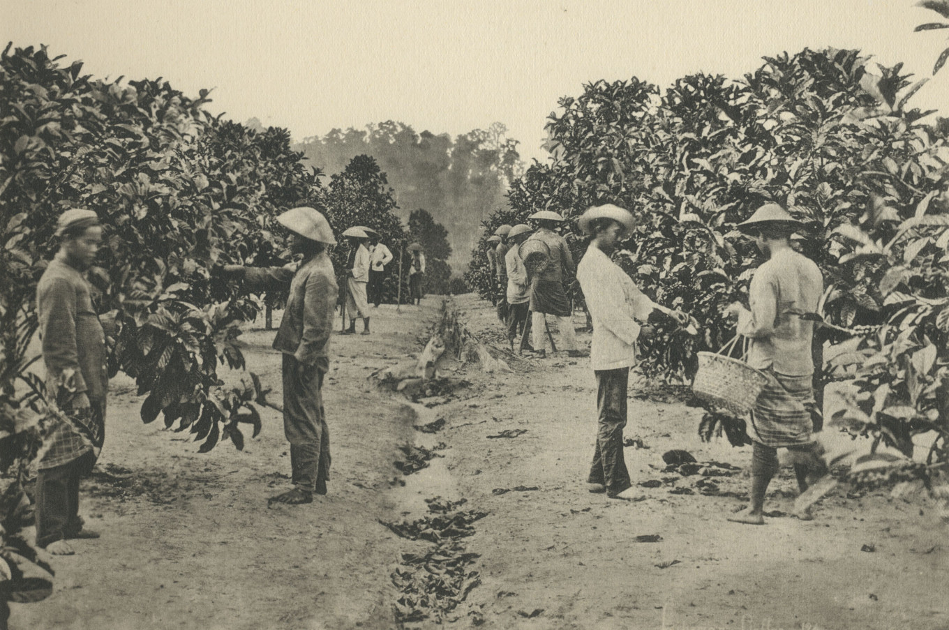 Dutch royal house benefitted from colonial policies, study shows - Europe - The Jakarta Post