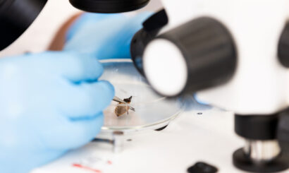 A close-up of a researcher’s hands wearing blue gloves examining an insect inside a clear petri dish under a bright stereo microscope. The insect, with a brown and yellow body, is being carefully manipulated with fine tweezers for scientific study. The microscope’s lenses and light source are visible in the frame, highlighting the precision and focus required for entomological research in a laboratory setting.