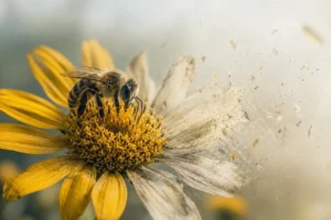 Study finds decline in most wild bee populations in Europe